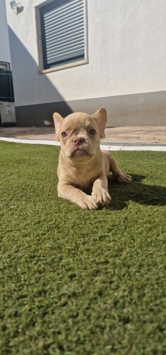 Menina bulldog frances isabella