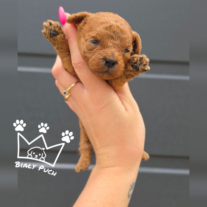 Cavapoo cavadoodle toy Mini red brown badania wyprawka paszport