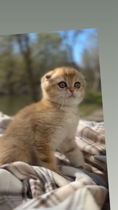 Породні шотландські котенята висловухі чистокровні золота шиншила