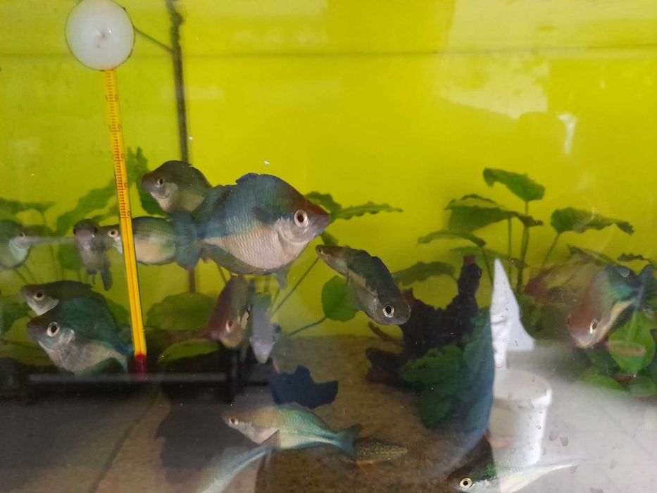 Tęczanki niebieskie (Melanotaenia lacustris)