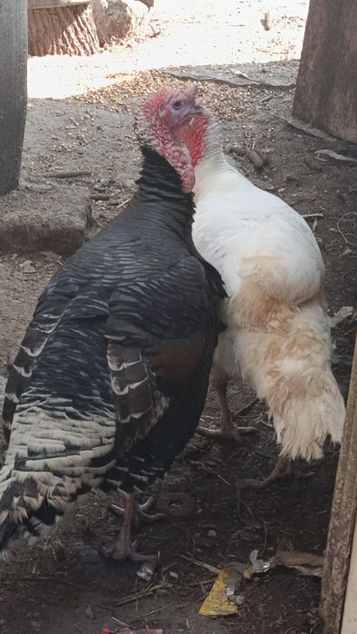 Продам індиків для розведення