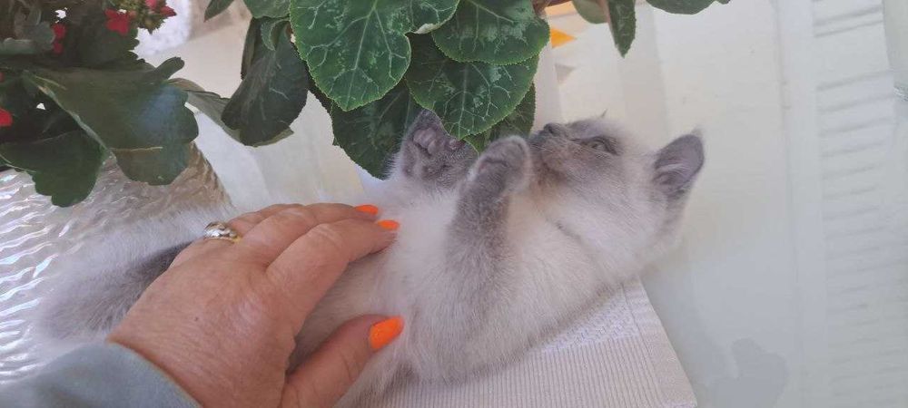 Macho Blue Point — 2 meses. Lindo e muito carinhoso.