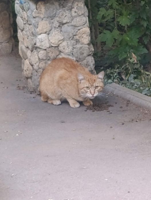Заберіть гарного милого котика