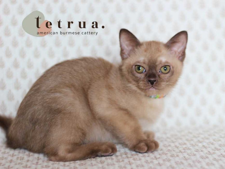 Харизматичная девочка американской бурмы!