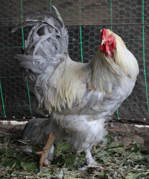 Brahma Isabella 2025