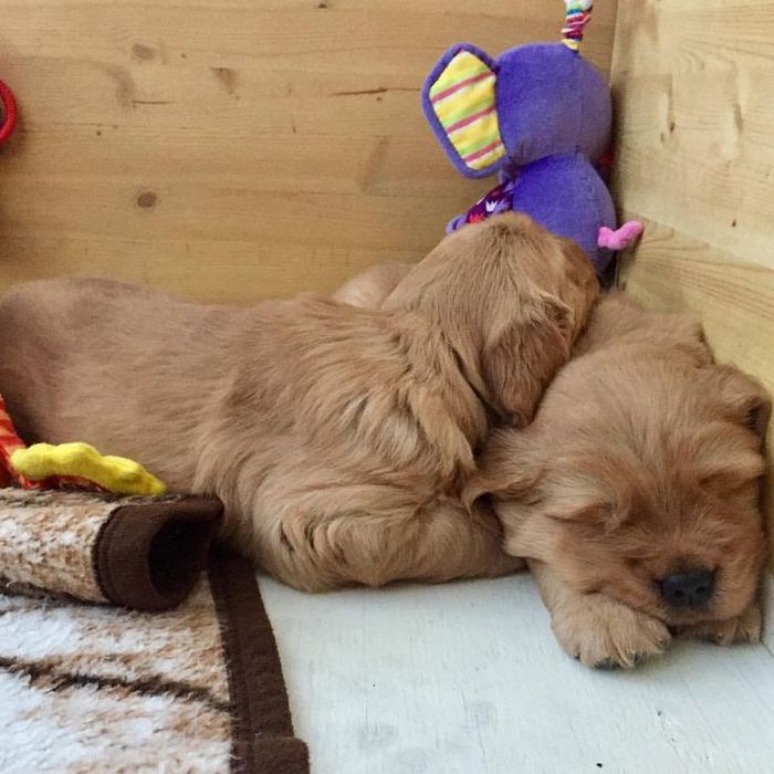 Домашні цуценята з добрим характером та чистою душею