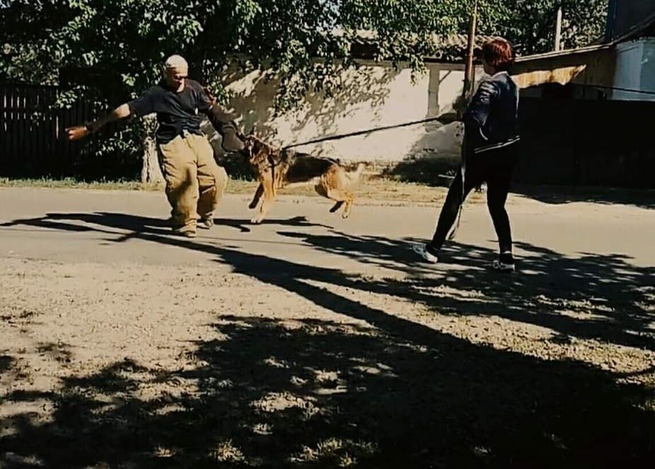 Німецька вівчарка цуценята