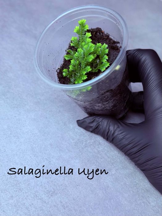 Salaginella sp. Uyen