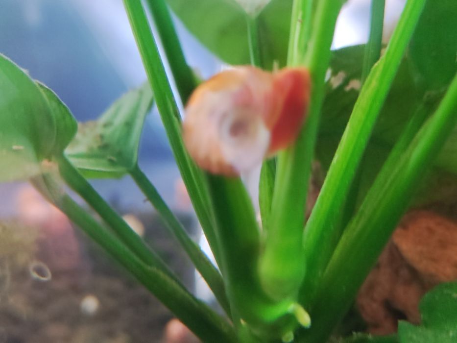 Caracóis Planorbis e búzios