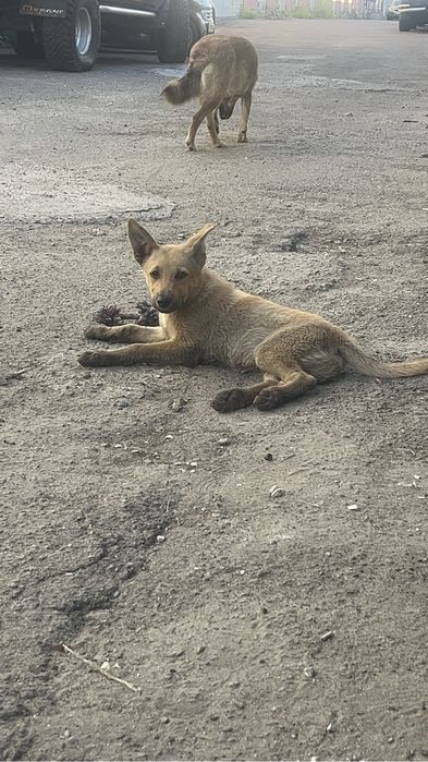 Шукаємо дім маленькому собаці.