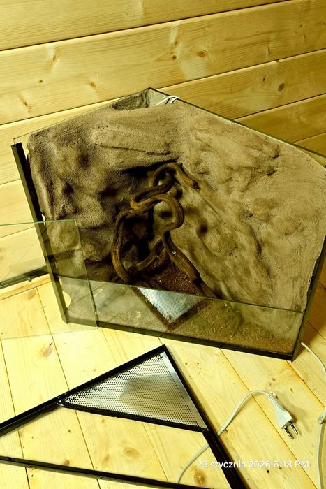 Terarium pająk jaszczórka modliszka patyczaki