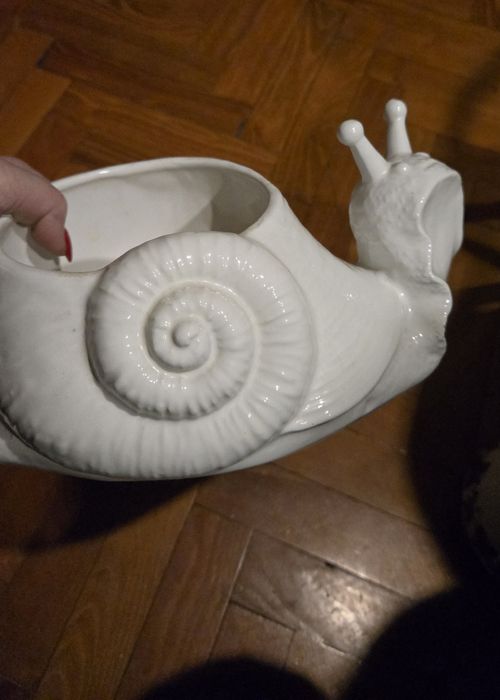 Oslonka ślimak biały.