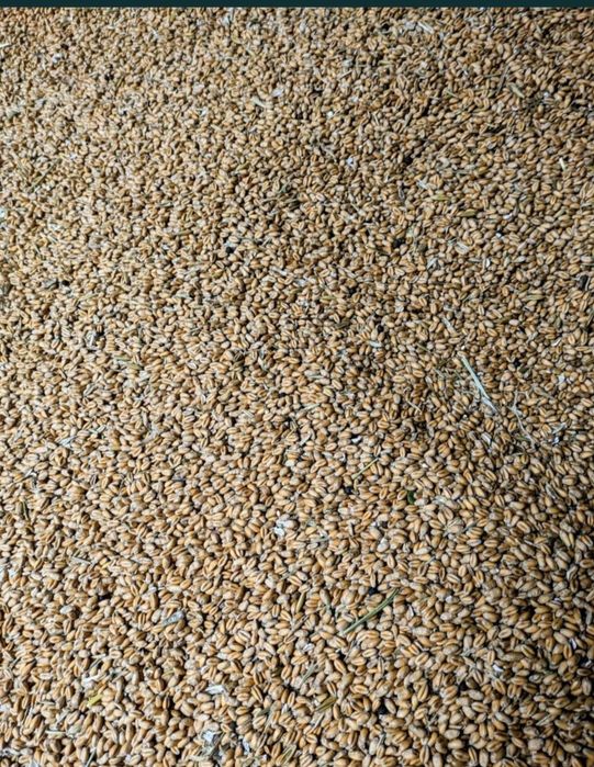 Pszenica ozima worek 50 kg