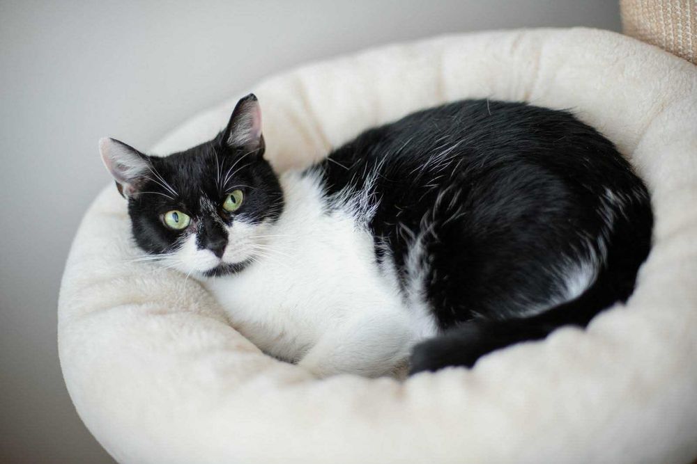 Karolinka – kotka do adopcji