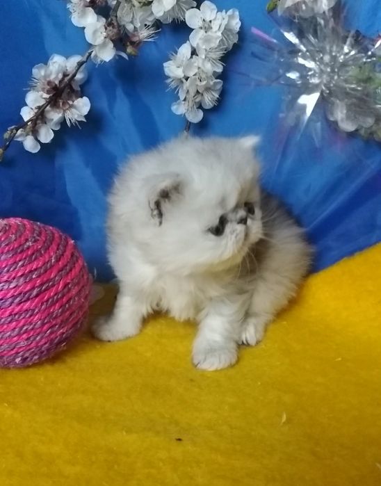 Персидский котёнок серебристая шиншилла PER EXO NS11