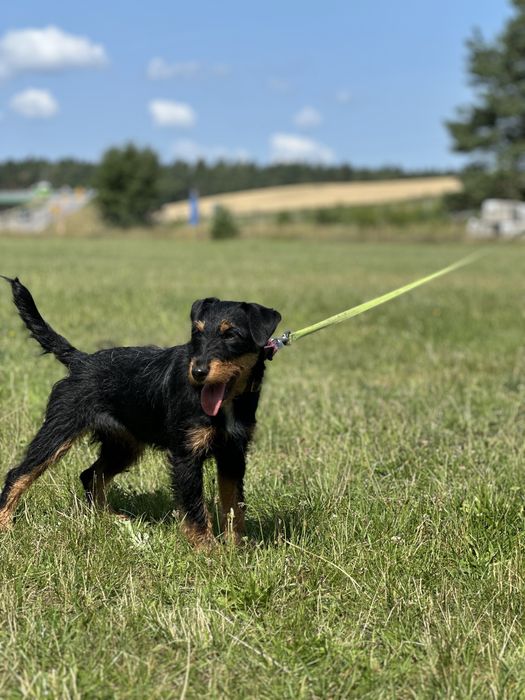 Niemiecki terier mysliwski, suczka FCI