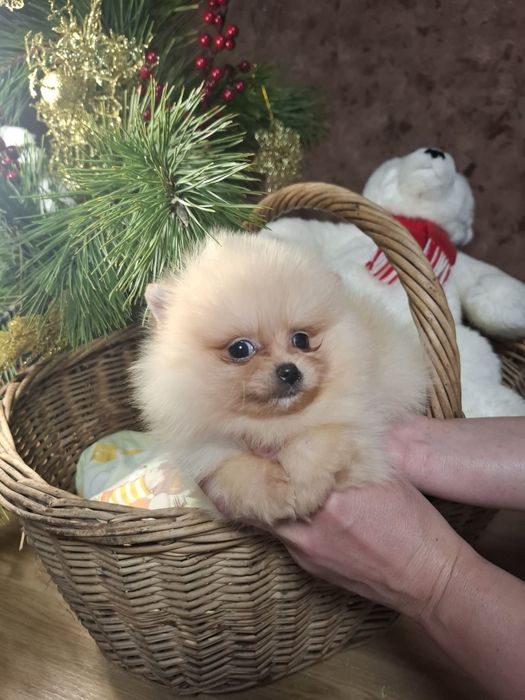 Продажа малышей к праздникам.