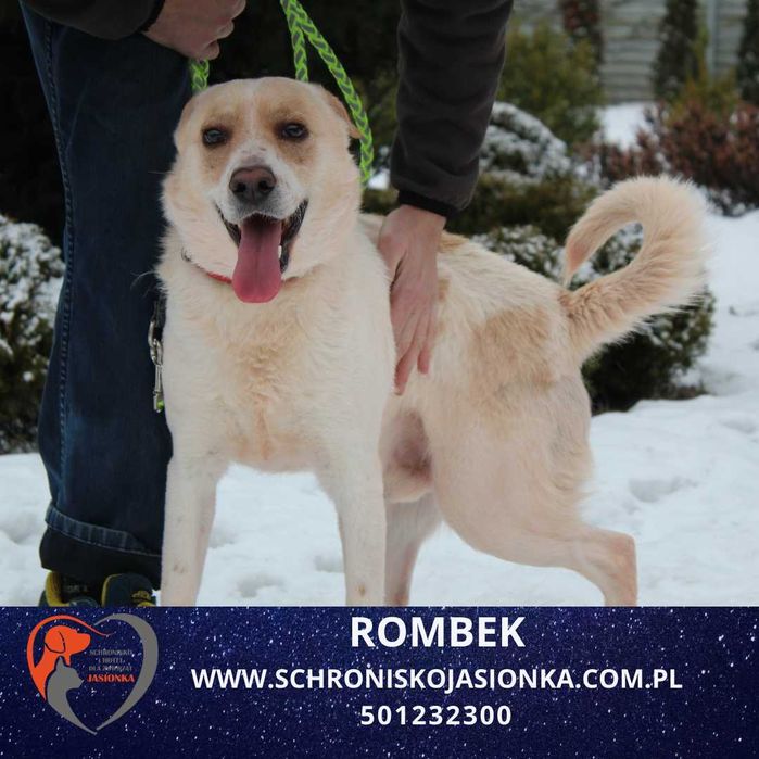 ROMBEK do adopcji Schronisko Jasionka