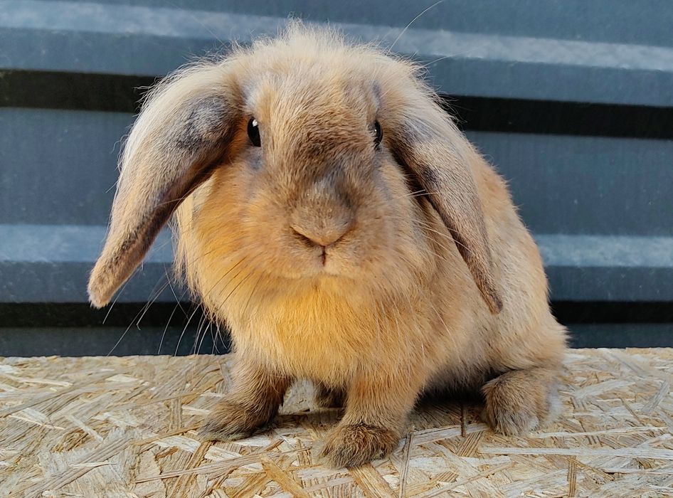 Królik Samica MINI LOP Baran Francuski Miniaturka
