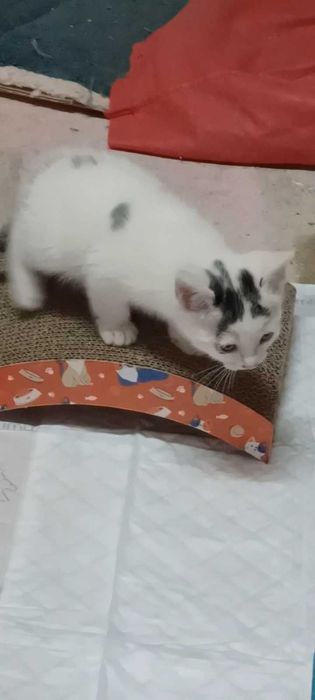 Adoção responsavel de gatinhos.