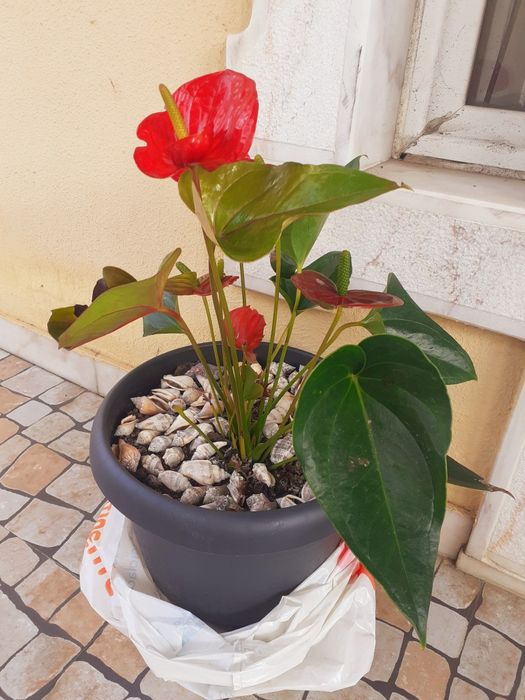 Vaso com planta natural muito bonita