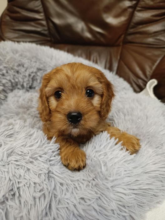 ***Piesek cavapoo ***