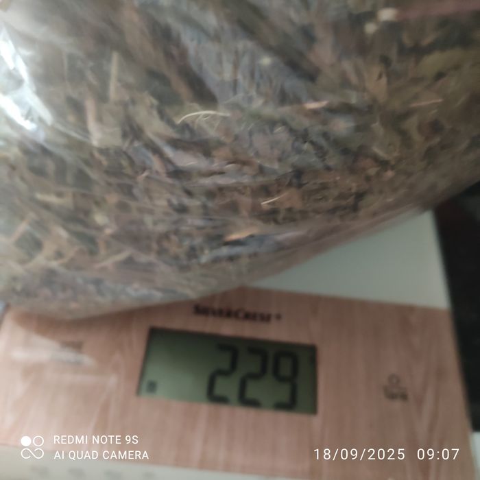 Ortelã seca ou fresca bioologica para infusão , chá de ortelã