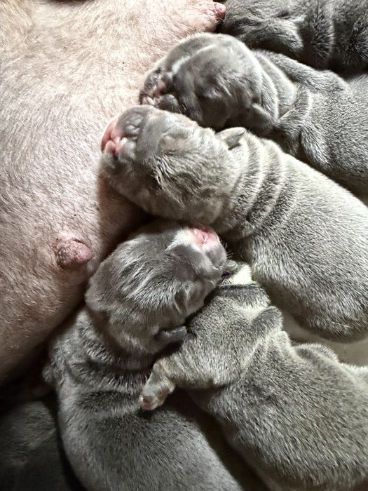 Buldog angielski new english bulldog szczenięta blue