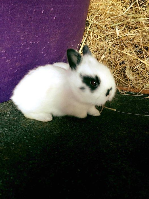 KIT Coelhos anões mini holandês lindíssimos