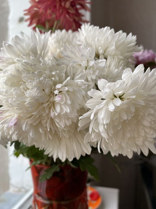 Цветы моего сада