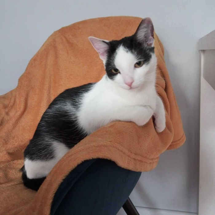 Gaduła i Inspektor: Wyjątkowy koci dwupak do adopcji. Poznaj ich!