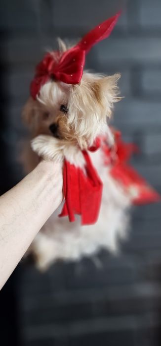 Мальтезе,  мікро,дівчинка