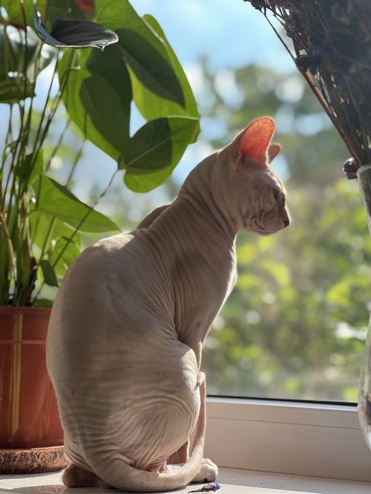 Сфінкс канадський вязка злучка сфинкс резинка вʼязка