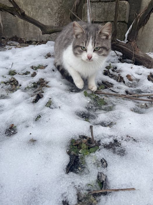 Котики шукають родину