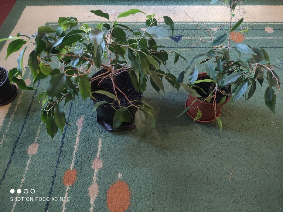 Вазони фікуса, лимон