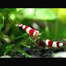 Camarão Crystal Red