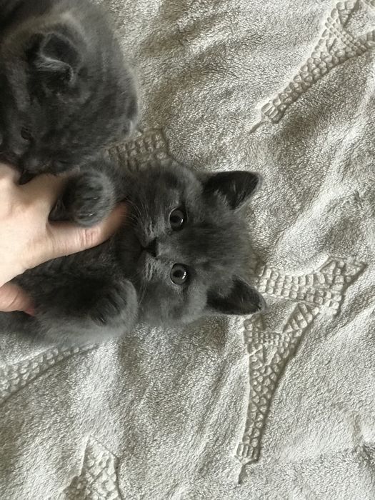 Приямовуха дівчинка