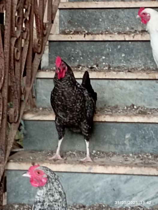 Vendo quatro garnizos