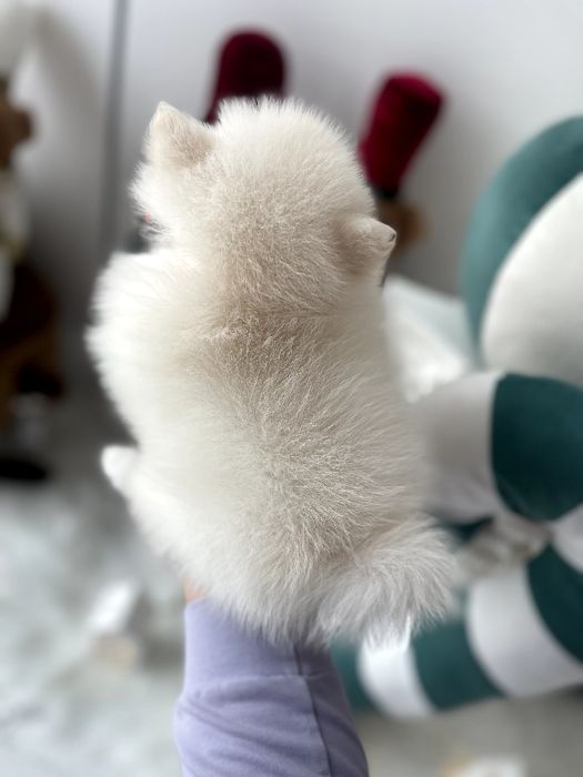 Померанські шпіци — Шукаєте щастя в пухнастому вигляді? Це вони!