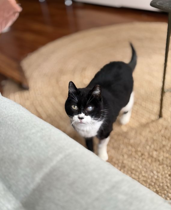 Gata adulta - para adoção responsavel