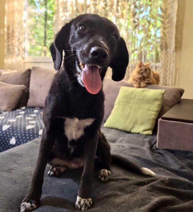 BALBINKA 11 kg  może mieszkać z KOTEM uratowana w Bułgarii