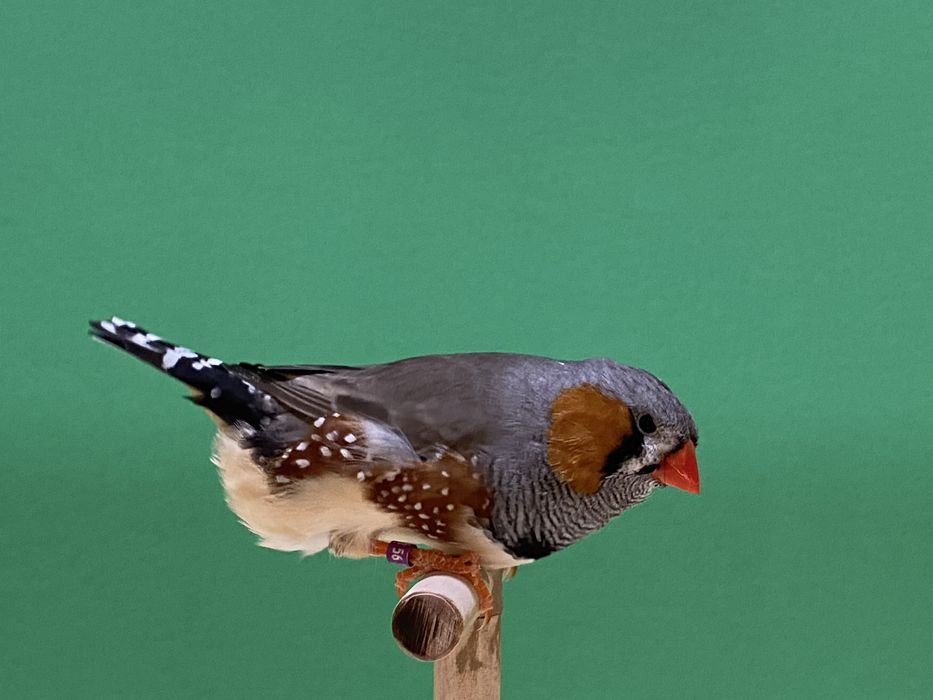 Mandarins de Exposição