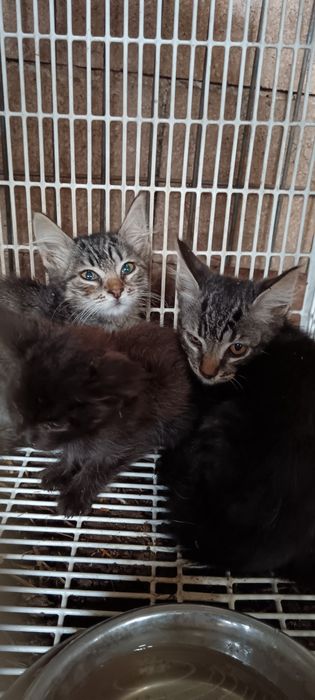 Gatinhos para adoção responsável