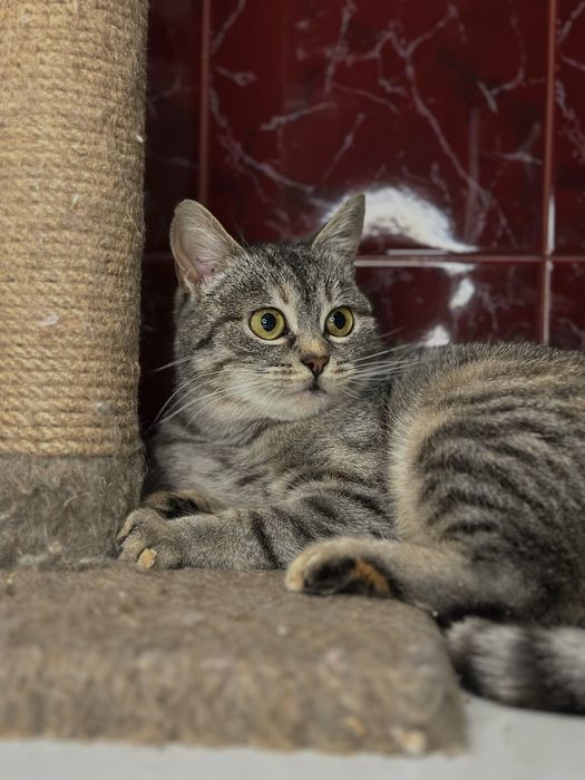 Кішка Наомі шукає новий дім