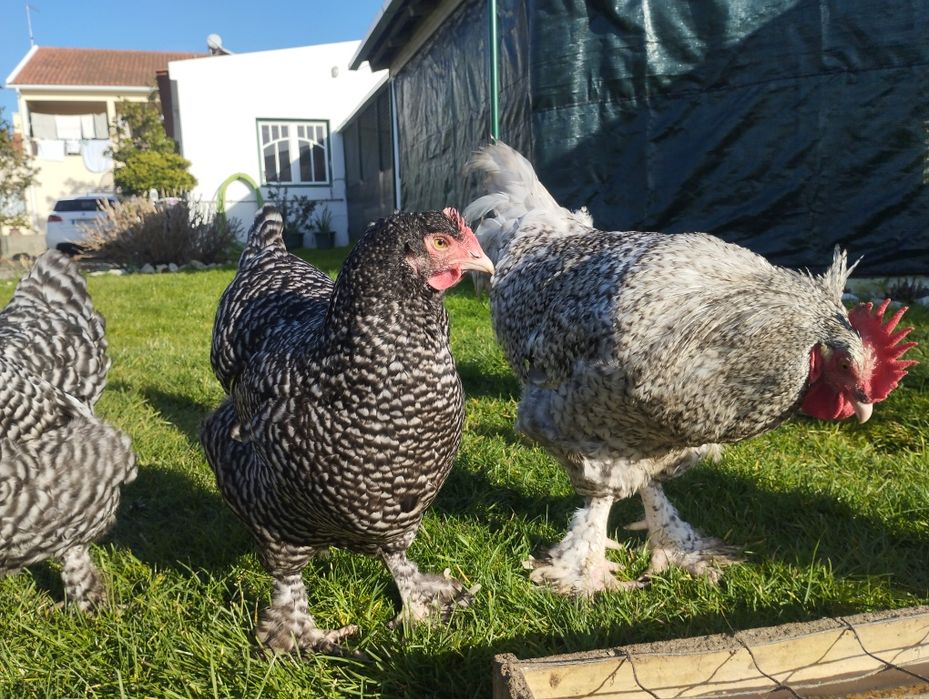 Ovos para incubação