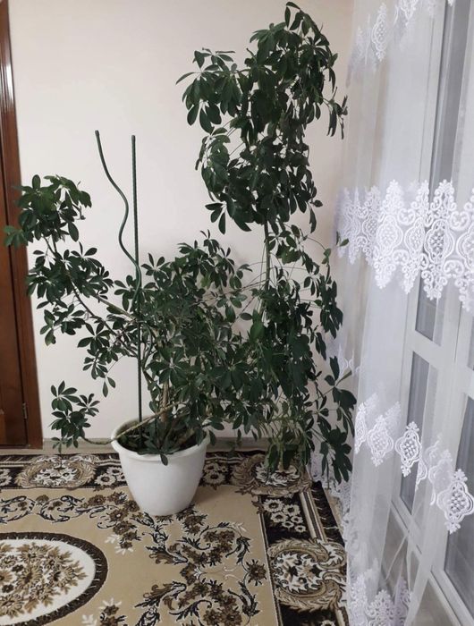 Кімнатна рослина Шифлера