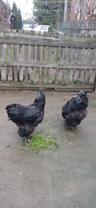 Півники чорного кохінхіна