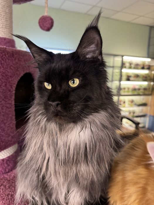 Мальчик мейн кун из питомника