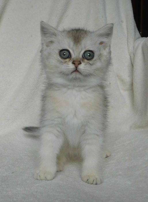 Шотландські сріблясті шиншили хлопчики Джеміні та Голді