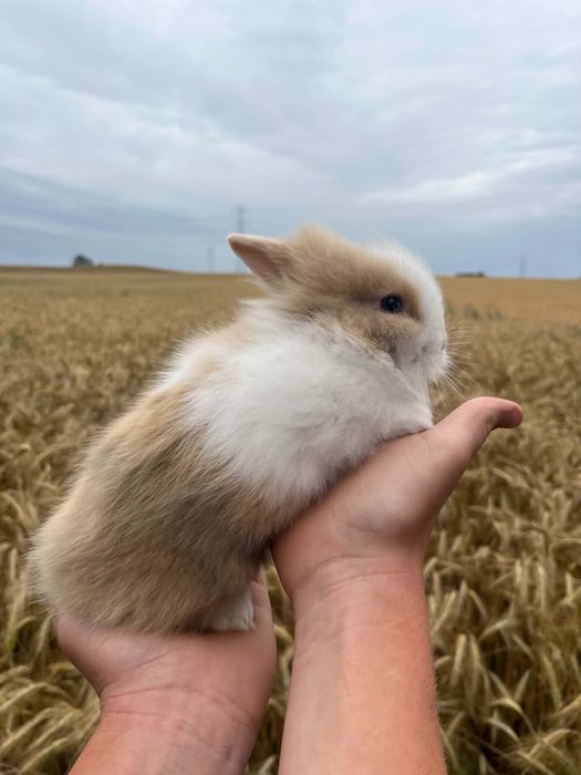 Króliczki miniaturki